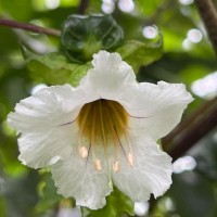 Strobilanthes hookeri Nees